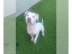 American Pit Bull Terrier-Retriever Mix DOG FOR ADOPTION RGADN-1299388 - Aurora