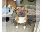 Bullboxer Pit DOG FOR ADOPTION RGADN-1299391 - Leo - Boxer / American Pit Bull