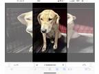 American Staffordshire Terrier Mix DOG FOR ADOPTION RGADN-1299392 - Daisy -