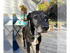 Retriever Mix DOG FOR ADOPTION RGADN-1299398 - Luna - Retriever / Mixed Dog For