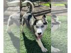 Mix DOG FOR ADOPTION RGADN-1299400 - Lavender - Husky (long coat) Dog For