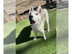 Mix DOG FOR ADOPTION RGADN-1299401 - Aspen - Husky (long coat) Dog For