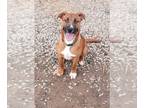 Black Mouth Cur Mix DOG FOR ADOPTION RGADN-1299413 - Luke - Black Mouth Cur /