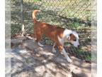 Bull Terrier-Labrador Retriever Mix DOG FOR ADOPTION RGADN-1299414 - London -