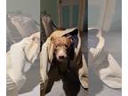 American Staffordshire Terrier Mix DOG FOR ADOPTION RGADN-1299420 - ZEKE