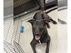 Border Collie Mix DOG FOR ADOPTION RGADN-1299423 - Kaya * - Shepherd / Border