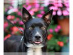 Border Collie-Mountain Cur Mix DOG FOR ADOPTION RGADN-1299435 - Burt - FREE TO
