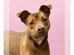 Siberian Husky Mix DOG FOR ADOPTION RGADN-1299441 - Ava - Siberian Husky /