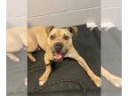 Boxador DOG FOR ADOPTION RGADN-1299443 - Kala - Boxer / Labrador Retriever /