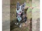 Australian Shepherd Mix DOG FOR ADOPTION RGADN-1299445 - Abby - Australian