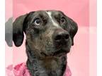 Catahoula Leopard Dog DOG FOR ADOPTION RGADN-1299446 - Bjork - Catahoula Leopard