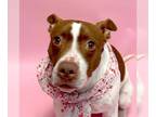 Boxer Mix DOG FOR ADOPTION RGADN-1299447 - Sage - Boxer / Terrier / Mixed Dog