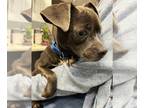Chug DOG FOR ADOPTION RGADN-1299448 - Leonard - In a Foster Home!