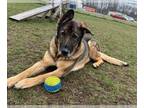 German Shepherd Dog DOG FOR ADOPTION RGADN-1299449 - Jo - German Shepherd Dog