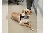 Pomeranian Mix DOG FOR ADOPTION RGADN-1299450 - Coby- In a foster home -
