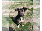 Basset Hound Mix DOG FOR ADOPTION RGADN-1299452 - Arthur-in a Foster home -