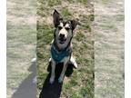 Huskies Mix DOG FOR ADOPTION RGADN-1299453 - Trip - Husky / Terrier / Mixed Dog