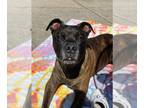 Boxer Mix DOG FOR ADOPTION RGADN-1299455 - Chicken-in a Foster Home - Boxer /