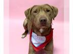Labrador Retriever Mix DOG FOR ADOPTION RGADN-1299456 - Dagwood (Daggy) -