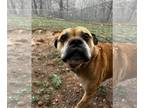 Boxer-Mastiff Mix DOG FOR ADOPTION RGADN-1299457 - Roscoe - Boxer / Mastiff /