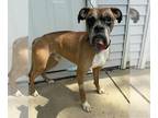 Boxer DOG FOR ADOPTION RGADN-1299463 - Kane - Boxer (short coat) Dog For