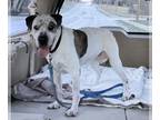 Labrador Retriever Mix DOG FOR ADOPTION RGADN-1299464 - Katie - Labrador