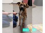 Mountain Cur Mix DOG FOR ADOPTION RGADN-1299465 - Caelyn - Mountain Cur /