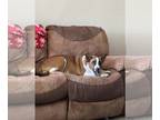 Australian Shepherd Mix DOG FOR ADOPTION RGADN-1299467 - DEXTER #12 - Australian
