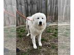 Great Pyrenees Mix DOG FOR ADOPTION RGADN-1299476 - Courtland - Great Pyrenees /