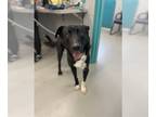 Labrador Retriever Mix DOG FOR ADOPTION RGADN-1299478 - DUNKIN - Labrador