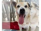 Huskies Mix DOG FOR ADOPTION RGADN-1299481 - Henri - Husky / Mixed (medium coat)