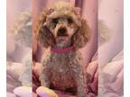 Poodle (Miniature) DOG FOR ADOPTION RGADN-1299500 - Tessa - Poodle (Miniature)