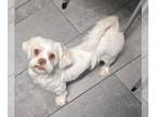 Shih Tzu DOG FOR ADOPTION RGADN-1299518 - Hillary - Shih Tzu (medium coat) Dog