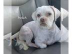 Shih Tzu DOG FOR ADOPTION RGADN-1299519 - Hotch - Shih Tzu (medium coat) Dog For