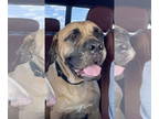 Mastiff DOG FOR ADOPTION RGADN-1299523 - Gus - Fee waived - Mastiff Dog For