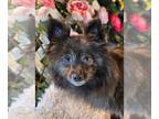 Pomeranian DOG FOR ADOPTION RGADN-1299526 - Marley - Pomeranian (long coat) Dog