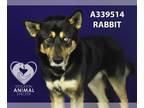 Siberian Husky Mix DOG FOR ADOPTION RGADN-1299532 - RABBIT - Siberian Husky /