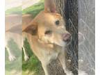 Golden Retriever Mix DOG FOR ADOPTION RGADN-1299533 - CHILI - Golden Retriever /