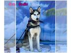 Alusky DOG FOR ADOPTION RGADN-1299536 - Sadie - Siberian Husky / Alaskan