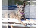German Shepherd Dog-Huskies Mix DOG FOR ADOPTION RGADN-1299540 - Brooklyn -