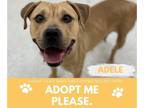 American Pit Bull Terrier DOG FOR ADOPTION RGADN-1299543 - ADELE - Pit Bull