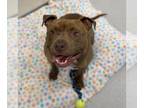 American Pit Bull Terrier DOG FOR ADOPTION RGADN-1299548 - Mermaid - American
