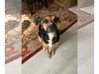 Rottweiler Mix DOG FOR ADOPTION RGADN-1299549 - Kona (Courtesy) - Shepherd /
