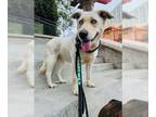 Huskies -Labrador Retriever Mix DOG FOR ADOPTION RGADN-1299560 - Lacey -