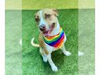 American Pit Bull Terrier-Plott Hound Mix DOG FOR ADOPTION RGADN-1299576 -