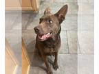 Australian Kelpie Mix DOG FOR ADOPTION RGADN-1299579 - MARGO - Australian Kelpie