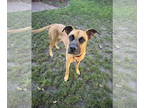 Boxador DOG FOR ADOPTION RGADN-1299580 - Kie D5916 - Boxer / Labrador Retriever