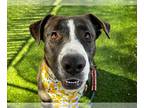 Lab-Pointer DOG FOR ADOPTION RGADN-1299581 - ZANE - English Pointer / Labrador