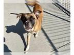 Australian Shepherd Mix DOG FOR ADOPTION RGADN-1299583 - QUEEN - Australian