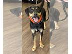 Labrottie DOG FOR ADOPTION RGADN-1299600 - Koda - Rottweiler / Labrador